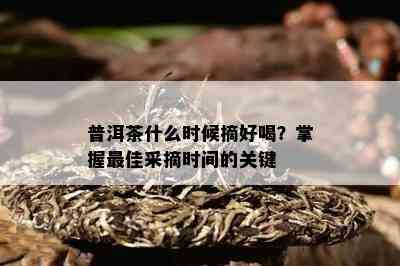 普洱茶什么时候摘好喝？掌握更佳采摘时间的关键