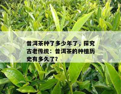 普洱茶种了多少年了，探究古老传统：普洱茶的种植历史有多久了？