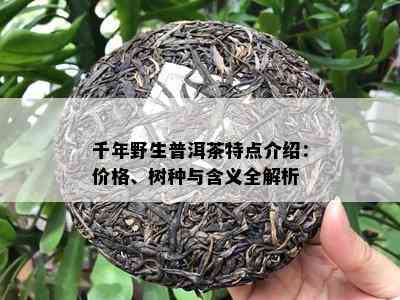 千年野生普洱茶特点介绍：价格、树种与含义全解析