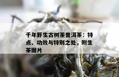 千年野生古树茶普洱茶：特点、功效与特别之处，附生茶图片