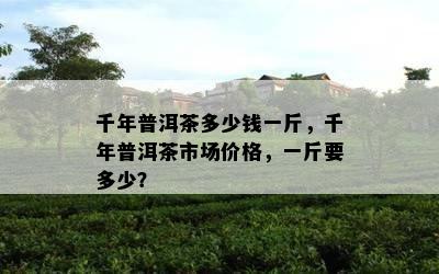 千年普洱茶多少钱一斤，千年普洱茶市场价格，一斤要多少？