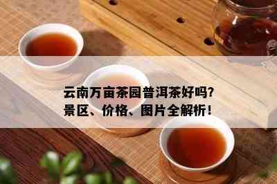 云南万亩茶园普洱茶好吗？景区、价格、图片全解析！