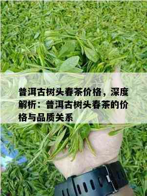 普洱古树头春茶价格，深度解析：普洱古树头春茶的价格与品质关系