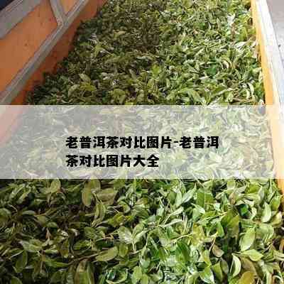 老普洱茶对比图片-老普洱茶对比图片大全