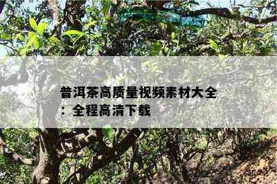 普洱茶高品质视频素材大全：全程高清下载