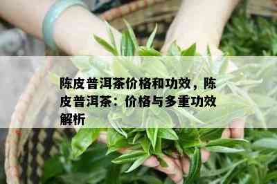 陈皮普洱茶价格和功效，陈皮普洱茶：价格与多重功效解析