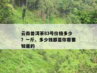 云南普洱茶83号价格多少？一斤、多少钱都是你需要知道的