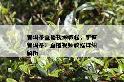 普洱茶直播视频教程，学做普洱茶：直播视频教程详细解析