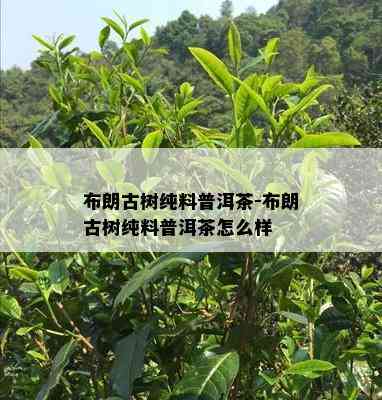 布朗古树纯料普洱茶-布朗古树纯料普洱茶怎么样