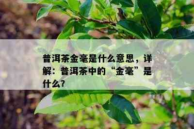 普洱茶金毫是什么意思，详解：普洱茶中的“金毫”是什么？