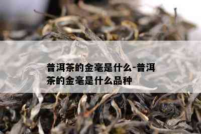 普洱茶的金毫是什么-普洱茶的金毫是什么品种