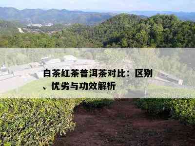 白茶红茶普洱茶对比：区别、优劣与功效解析