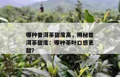 哪种普洱茶甜度高，揭秘普洱茶甜度：哪种茶叶口感更甜？