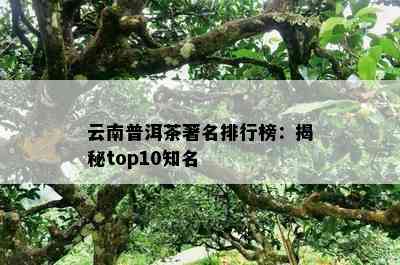 云南普洱茶著名排行榜：揭秘top10知名