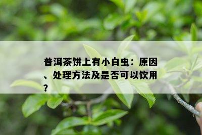 普洱茶饼上有小白虫：起因、解决方法及是不是可以饮用？