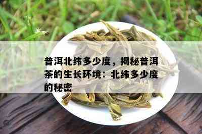 普洱北纬多少度，揭秘普洱茶的生长环境：北纬多少度的秘密