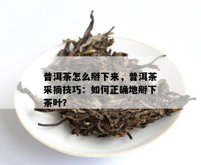 普洱茶怎么掰下来，普洱茶采摘技巧：怎样正确地掰下茶叶？