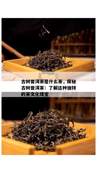 古树普洱茶是什么茶，探秘古树普洱茶：了解这种独特的茶文化瑰宝