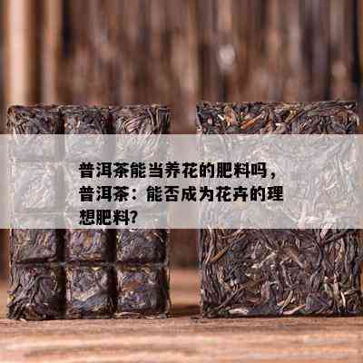 普洱茶能当养花的肥料吗，普洱茶：能否成为花卉的理想肥料？