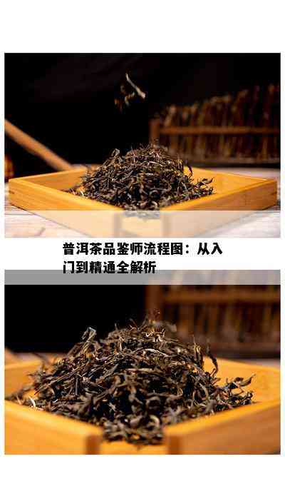 普洱茶品鉴师流程图：从入门到精通全解析