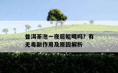 普洱茶泡一夜后能喝吗？有无副作用及原因解析