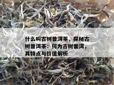 什么叫古树普洱茶，探秘古树普洱茶：何为古树普洱，其特点与价值解析