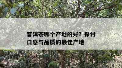 普洱茶哪个产地的好？探讨口感与品质的更佳产地