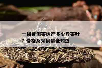 一棵普洱茶树产多少斤茶叶？价格及采摘量全知道