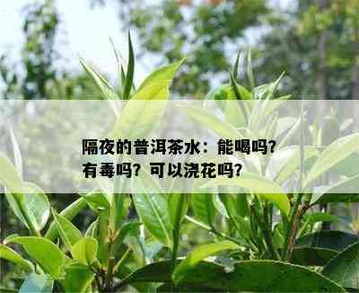 隔夜的普洱茶水：能喝吗？有吗？可以浇花吗？