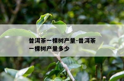 普洱茶一棵树产量-普洱茶一棵树产量多少