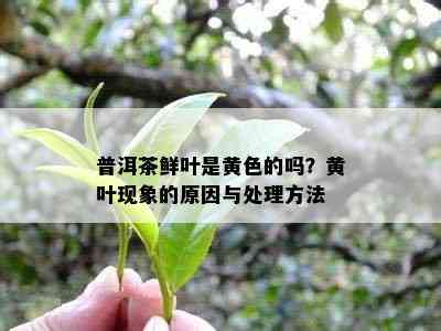 普洱茶鲜叶是黄色的吗？黄叶现象的起因与解决方法