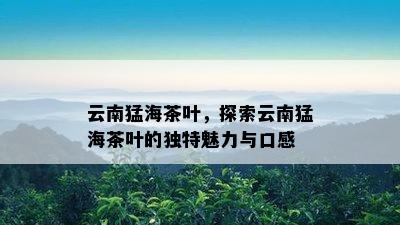 云南猛海茶叶，探索云南猛海茶叶的特别魅力与口感