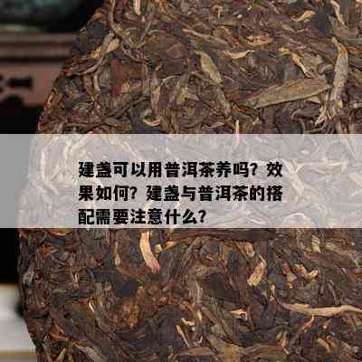 建盏可以用普洱茶养吗？效果怎样？建盏与普洱茶的搭配需要留意什么？