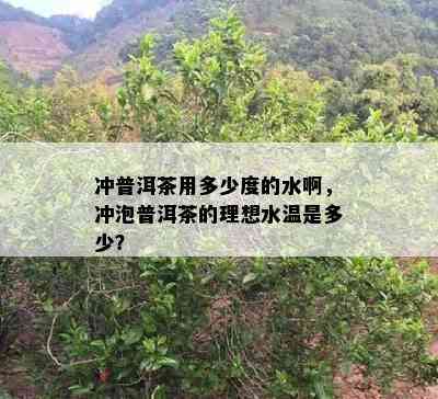 冲普洱茶用多少度的水啊，冲泡普洱茶的理想水温是多少？