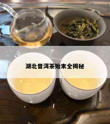 湖北普洱茶始末全揭秘