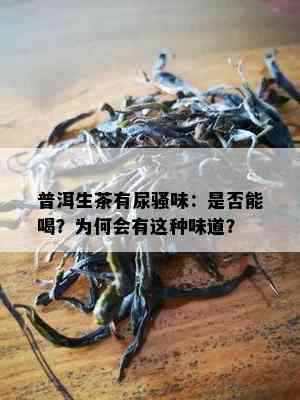 普洱生茶有尿骚味：是不是能喝？为何会有这类味道？