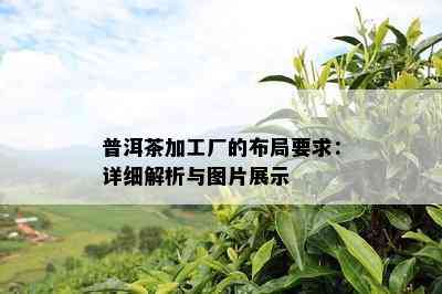 普洱茶加工厂的布局要求：详细解析与图片展示