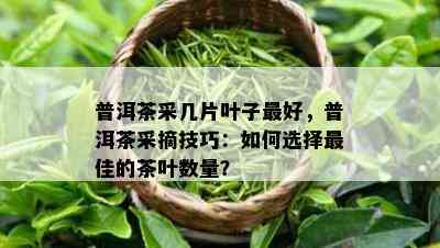 普洱茶采几片叶子更好，普洱茶采摘技巧：怎样选择更佳的茶叶数量？