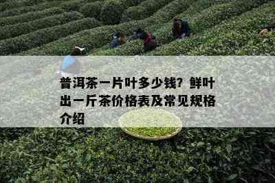 普洱茶一片叶多少钱？鲜叶出一斤茶价格表及常见规格介绍