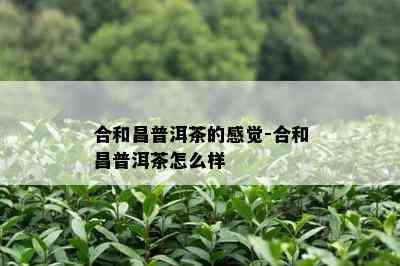 合和昌普洱茶的感觉-合和昌普洱茶怎么样