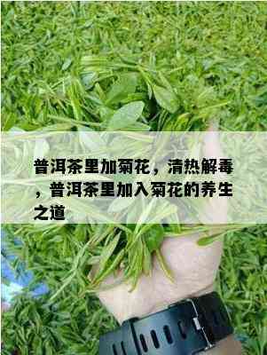 普洱茶里加菊花，清热解，普洱茶里加入菊花的养生之道