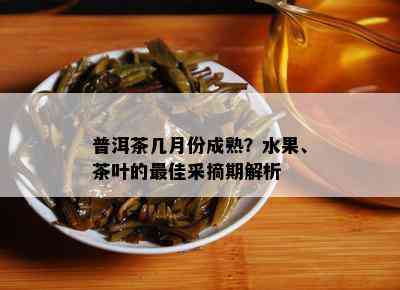 普洱茶几月份成熟？水果、茶叶的更佳采摘期解析