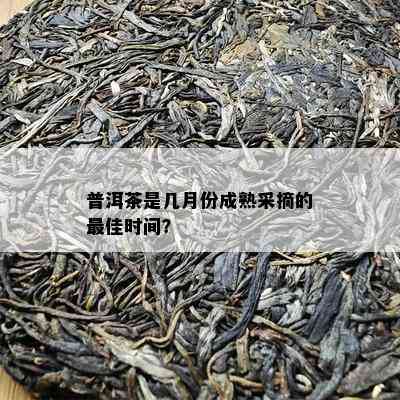 普洱茶是几月份成熟采摘的更佳时间？