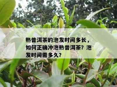 熟普洱茶的泡发时间多长，怎样正确冲泡熟普洱茶？泡发时间需多久？