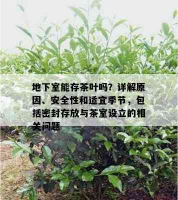 地下室能存茶叶吗？详解起因、安全性和适宜季节，包含密封存放与茶室设立的相关疑问