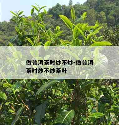 做普洱茶时炒不炒-做普洱茶时炒不炒茶叶