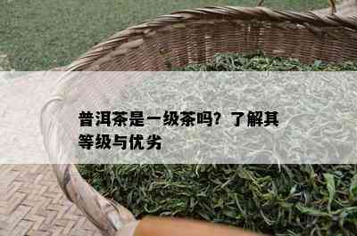 普洱茶是一级茶吗？了解其等级与优劣