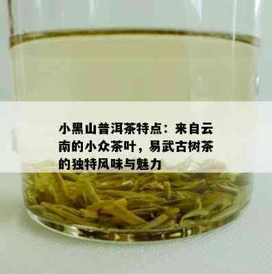 小黑山普洱茶特点：来自云南的小众茶叶，易武古树茶的独特风味与魅力