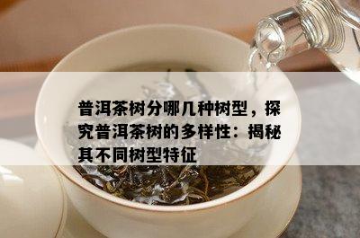 普洱茶树分哪几种树型，探究普洱茶树的多样性：揭秘其不同树型特征