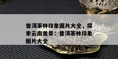 普洱茶林印象图片大全，探索云南美景：普洱茶林印象图片大全